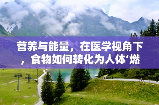 营养与能量，在医学视角下，食物如何转化为人体‘燃料’？