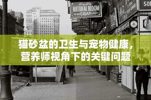 猫砂盆的卫生与宠物健康，营养师视角下的关键问题